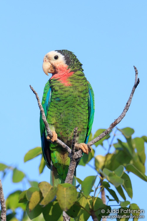 Cuban Parrot, Bahama Palm Shores, Bahamas